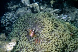 Clownfish;-Comoros-Archipelago;-Coral;-Coral-reef;-Diving;-France;-Indian-Ocean;-Kaleidos;-Kaleidos-images;-La-parole-à-limage;-Laurent-Abad;-Marine-life;-Mayotte;-Sea-anemone;-Stories-Pictures